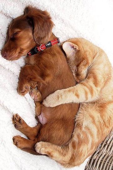 Our Daily Pets